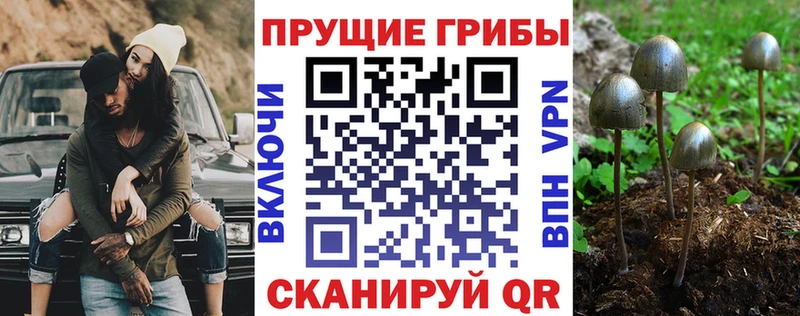 Галлюциногенные грибы Psilocybe  Артём 