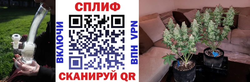 Конопля сатива Артём